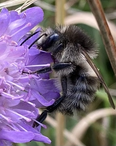 Common Carder Bumble Bee, photo 9 of 9