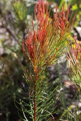 Protea subulifolia
