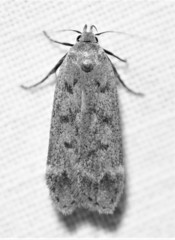 Anacampsis innocuella
