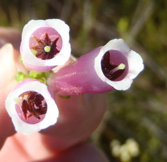 Erica diaphana
