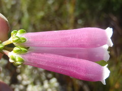 Erica diaphana