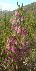 Erica diaphana