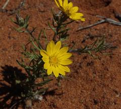 Rhynchopsidium pumilum