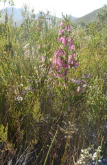 Erica diaphana