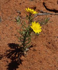 Rhynchopsidium pumilum