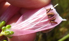 Erica diaphana