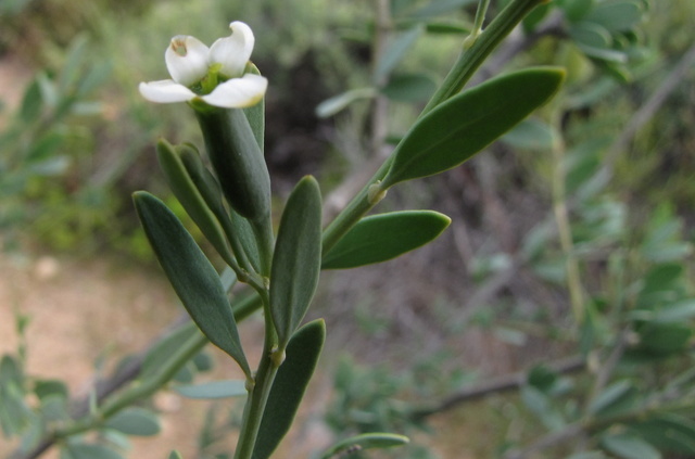 Pepperbush