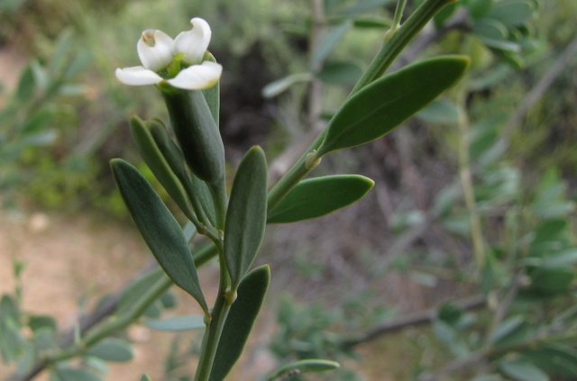 Montinia caryophyllacea