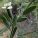 Pepperbush - Photo (c) Gawie Malan, some rights reserved (CC BY-NC), uploaded by Gawie Malan