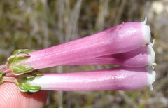 Erica diaphana