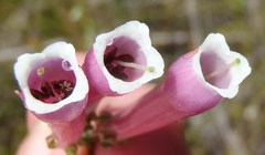 Erica diaphana