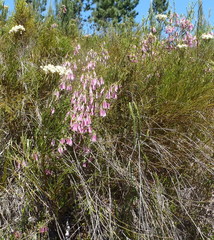Erica diaphana