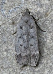Anacampsis innocuella