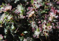 Cliffortia propinqua