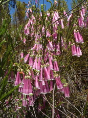 Erica diaphana