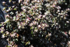 Cliffortia propinqua