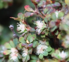 Cliffortia propinqua