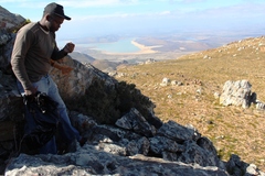 Cliffortia propinqua