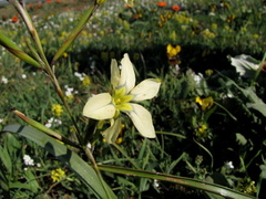 Moraea fragrans