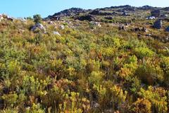 Leucadendron sessile