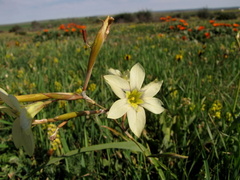 Moraea fragrans