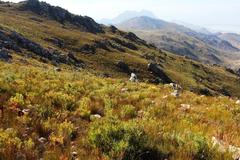 Leucadendron sessile