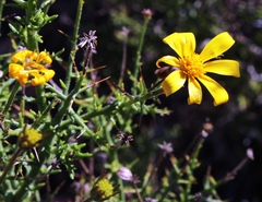 Osteospermum spinosum