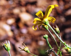Osteospermum spinosum