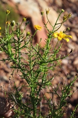 Osteospermum spinosum