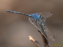 Trithemis stictica