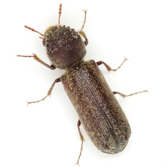 Amphicerus bicaudatus