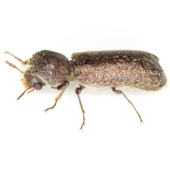 Amphicerus bicaudatus