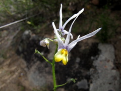 Nemesia cheiranthus