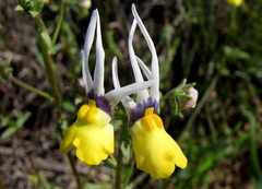 Nemesia cheiranthus