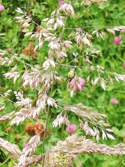 Diabrotica decempunctata