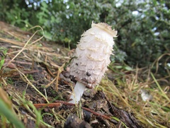 Coprinus comatus
