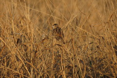 Cisticola juncidis terrestris