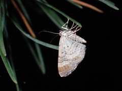 Xanthorhoe spadicearia