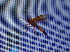 Opheltes glaucopterus