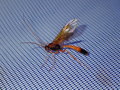 Opheltes glaucopterus