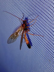 Opheltes glaucopterus