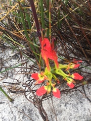 Babiana ringens australis