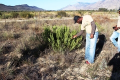 Leucadendron brunioides brunioides