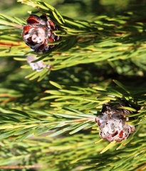 Leucadendron brunioides brunioides