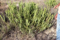 Leucadendron brunioides brunioides