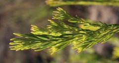 Leucadendron brunioides brunioides