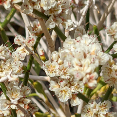 Eriogonum heermannii clokeyi