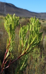 Leucadendron chamelaea