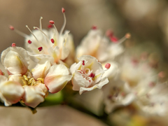 Eriogonum heermannii clokeyi