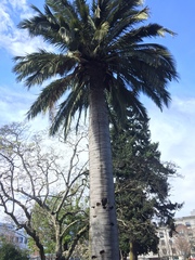 Jubaea chilensis